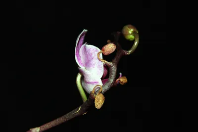 Лечение болезней и заболеваний орхидей - Agro-Market