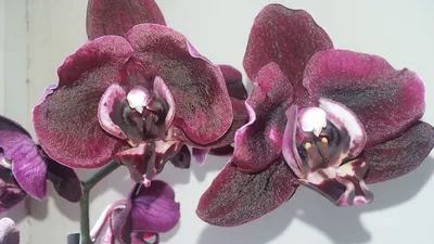 Фузариоз орхидей. Как лечить и чем обработать фаленопсис