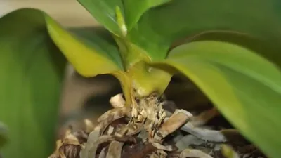 Тестирование орхидеи на вирусы.. горькая правда про наши орхидейные  коллекции..Болезни орхидей . - YouTube