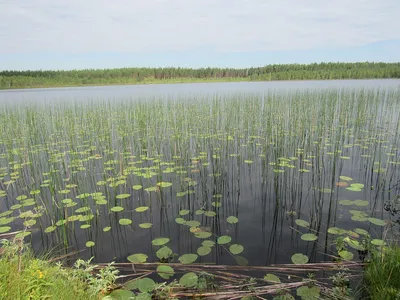 болото — Викисловарь