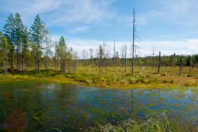 Вопреки заблуждениям, болота необходимы для сохранения экосистемы -  Российская газета