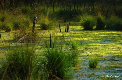 10 фактов о болотах. 2 февраля — День водно-болотных угодий — #МОСЭКО /  #РОСЭКО / #ЭкоДобровольцыМосквы