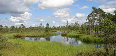 Топ мест для болотного туризма в России - Блог OneTwoTrip