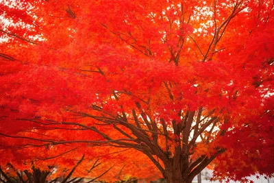 Бесплатное изображение: снизу, дерево, большой, Кора, осенний сезон, кора,  Желтые листья, лес, Хикори, осень
