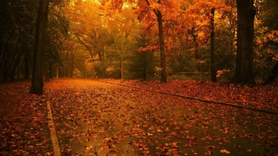 Фото осенние листья большие, …» — создано в Шедевруме
