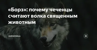 Sv.studia - Волчья кепка🐺💪 ⠀ #Кепка #борз #волки... | Facebook