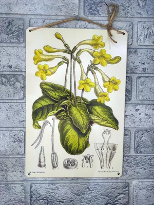 ботаника рисунки растений картины ботаника купить с доставкой
