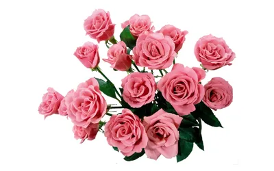 Пин от пользователя Марина Зинченко на доске Красивые цветы | Доставка  цветов, Букет красной розы, Цветок