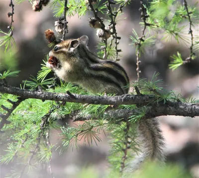 Бурундук | Chipmunks, Squirrel, Animals beautiful