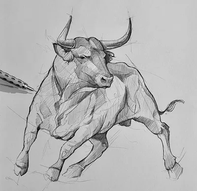 Рисунки быка для срисовки (90 фото)