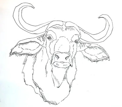 Рисунок быка карандашом для срисовки - 43 фото