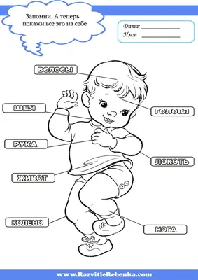 Части тела на английском для детей | Произношение, игры