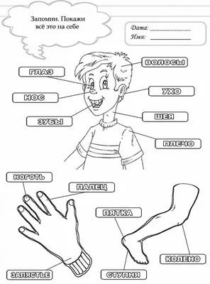 Плакат школы частей тела ребенка или детей образования Иллюстрация вектора  - иллюстрации насчитывающей рука, сторона: 174415417