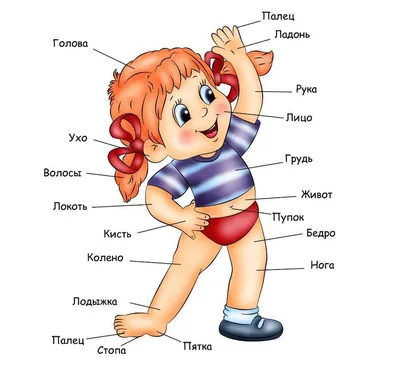 Игра части тела человека - Раннее развитие - Игры на липучках, скачать игру