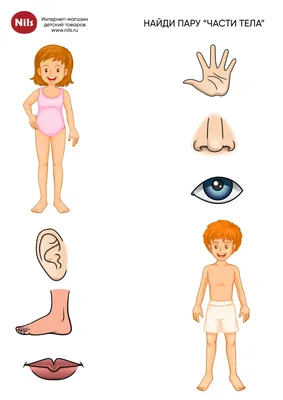 Учим части тела. Урок 12. Части тела для малышей. Развивающее видео для  детей (раннее развитие). - YouTube