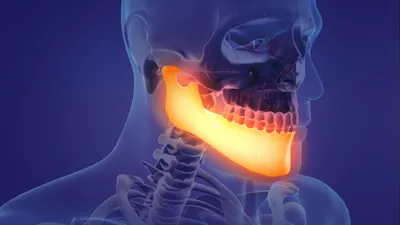 Атлас анатомии человека - Нижняя челюсть.Вид сверху и слева