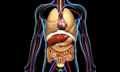 Человеческие органы анатомии Иллюстрация вектора - иллюстрации  насчитывающей почка, внутренн: 75177232