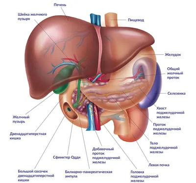 Анатомия человека. Строение и расположение внутренних органов человека.  Органы грудной клетки, брюшной полости, о… | Учащиеся медучилища, Анатомия  человека, Человек