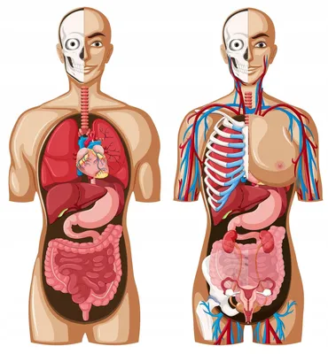 Зеркальные органы. Альтернативная анатомия - ЭНЦИКЛОМЕДИКА