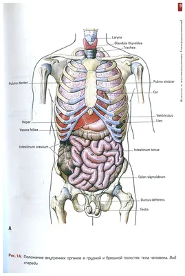 Желудок человеческих органов PNG , человеческий организм, орган, желудок  PNG картинки и пнг PSD рисунок для бесплатной загрузки