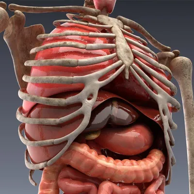 Модель анатомии внутренних органов, структура человеческого органа,  школьные принадлежности, медицинская модель, 28 см | AliExpress