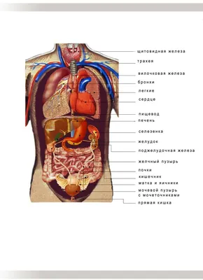 OLYMED: анатомические иллюстрации человеческих органов