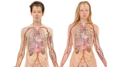 Система визуализации 3D модели внутренних органов человека