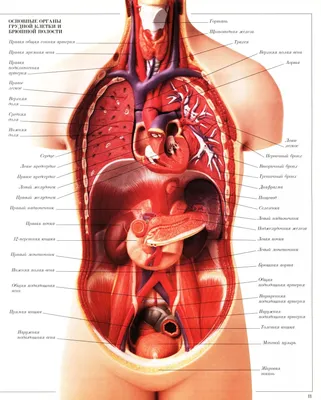 Жизненно важные органы тела человека Stock Vector | Adobe Stock