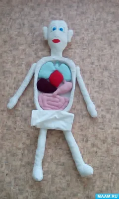 Моделирование человеческих органов для тела, Модель игры, мозг, сердце,  печень, желудок, почки, Обучающие инструменты, Обучающие Детские игрушки |  AliExpress