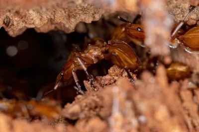 Робо муравей черепаха» — создано в Шедевруме