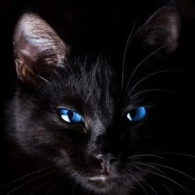 Черный котенок с голубыми глазами - 71 фото