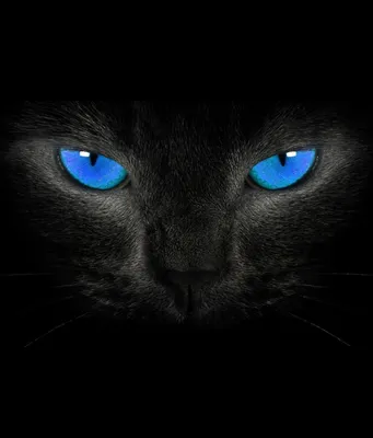 Черная кошка с синими глазами арт - 70 фото