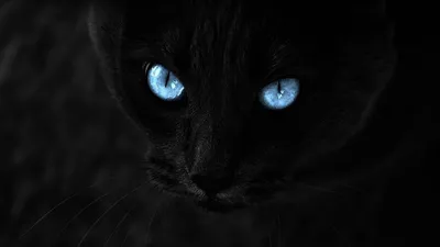 Черная кошка с голубыми глазами - 65 фото