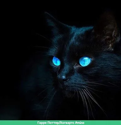 Кошка с синими глазами - 58 фото