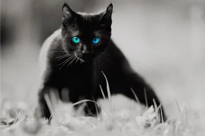 Черная кошка с голубыми глазами порода - картинки и фото koshka.top