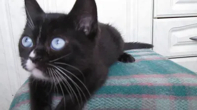 Портрет кота, снятого серым котом с голубыми глазами в темноте,  генеративный ай | Премиум Фото