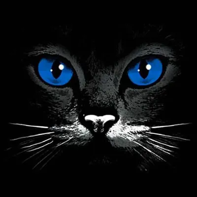 Загадочное очарование: черная кошка, смотрящая лицом вперед, с  пронзительными голубыми глазами на темном фоне | Премиум Фото