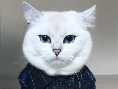 Черный кот с синими глазами - красивые фото