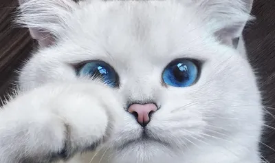 Черные пушистые кошки с векторной иллюстрацией голубых глаз Иллюстрация  вектора - иллюстрации насчитывающей конструкция, головка: 158966079