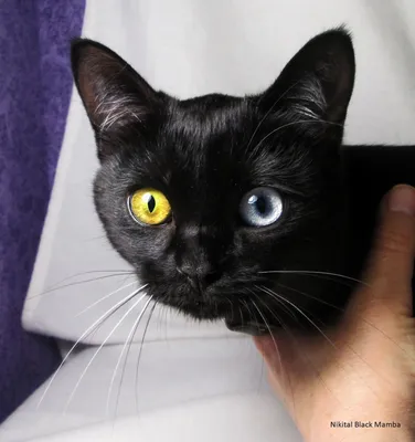 Сфинкс-кошка с голубыми глазами Иллюстрация штока - иллюстрации  насчитывающей котенок, сторона: 277813664