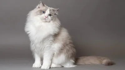 Лучшие породы Русских голубых котят и кошек: фото, описание, характер,  отзывы, легенды, окрасы черные, рыжие и белые, поведение домашних котов