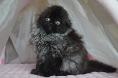 Черный кот с коричневыми глазами - 72 фото