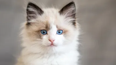 Цвет глаз у кошек: самая прекрасная палитра на свете | Зверополис. Ольга  Шильцова | Дзен