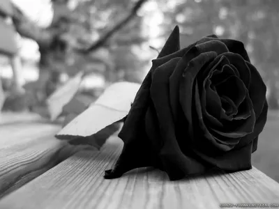 Букет 15 черных роз купить в Ростове-на-Дону - Заказать с доставкой недорого