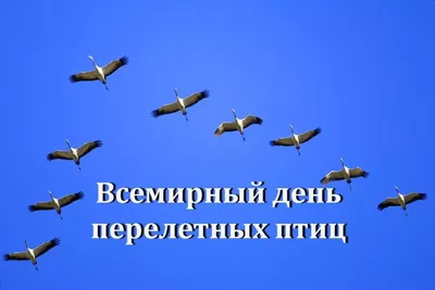Международный день птиц\" 31 марта 2019г. Парк им.Ю.Гагарина - Музей  коллекций, технологий и инициатив \"Союз\"