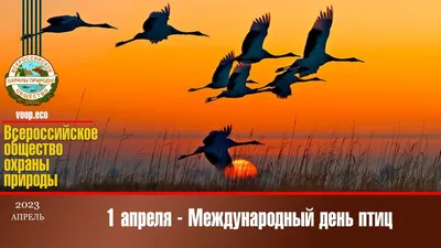 День птиц стартует в Зооцентре «Питон» 7 апреля | Официальный сайт органов  местного самоуправления г. Комсомольска-на-Амуре