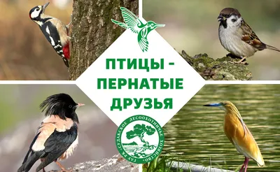 2 апреля в 15:00 — День птиц. — Зеленогорский парк культуры и отдыха