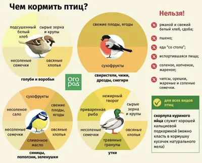 Ежегодно 1 апреля в мире отмечается Международный день птиц |