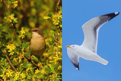 В ОмГПУ отметят Международный день птиц