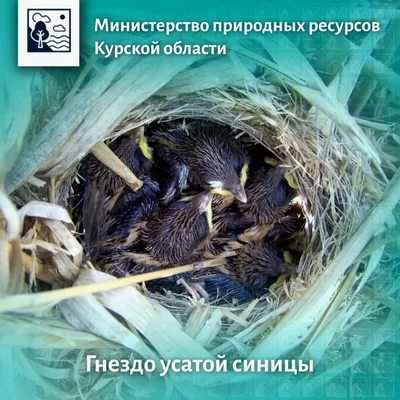 1 апреля, Международный день птиц 2019 — идеи от SMMplanner
